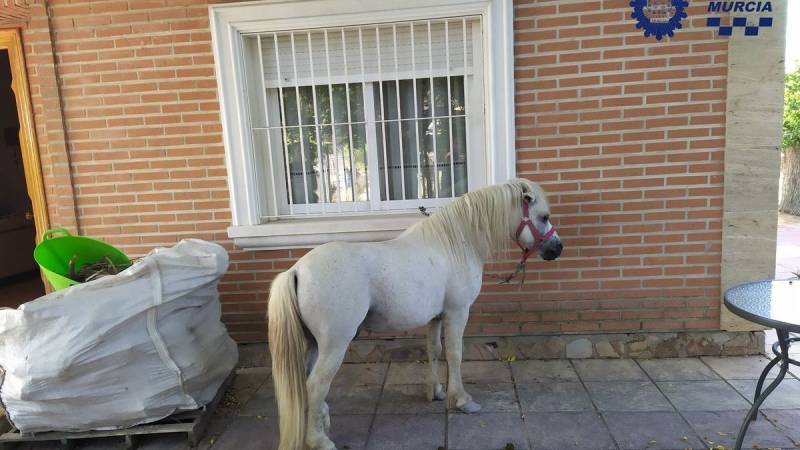 Pony found wandering along the road in Aljucer, Murcia