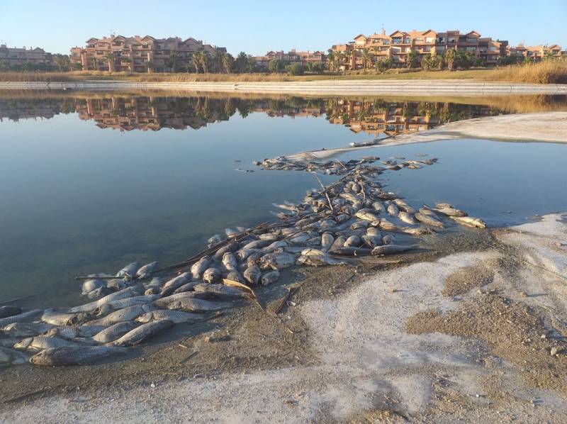 <span style='color:#780948'>ARCHIVED</span> - Fish are dying: No water at the UGOLF Mar Menor Golf resort in Torre Pacheco