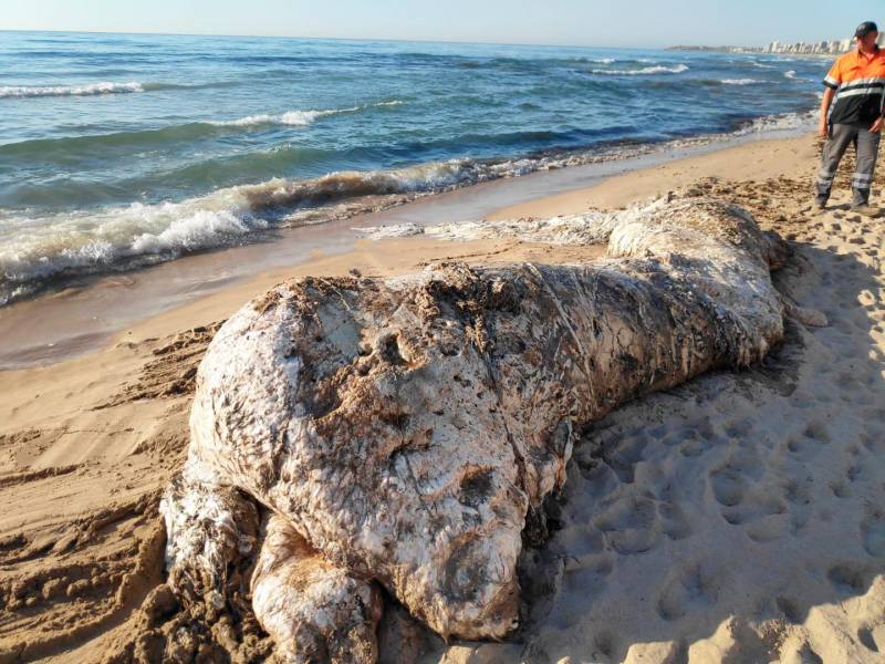 <span style='color:#780948'>ARCHIVED</span> - Dead baby sperm whale washes up on Alicante beach