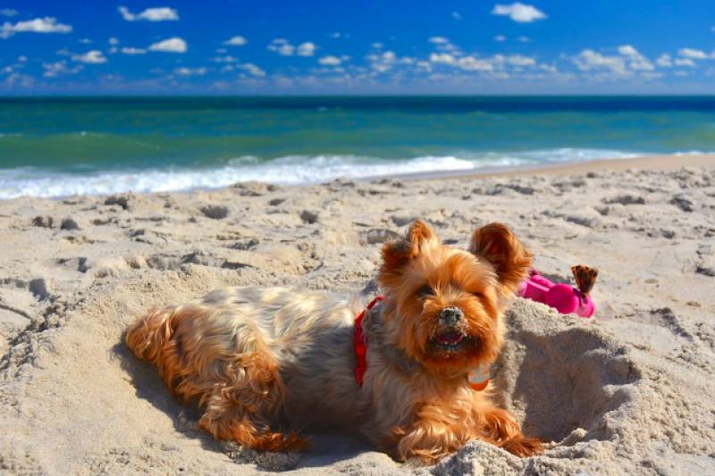 Cartagena opens two more dog-friendly beaches