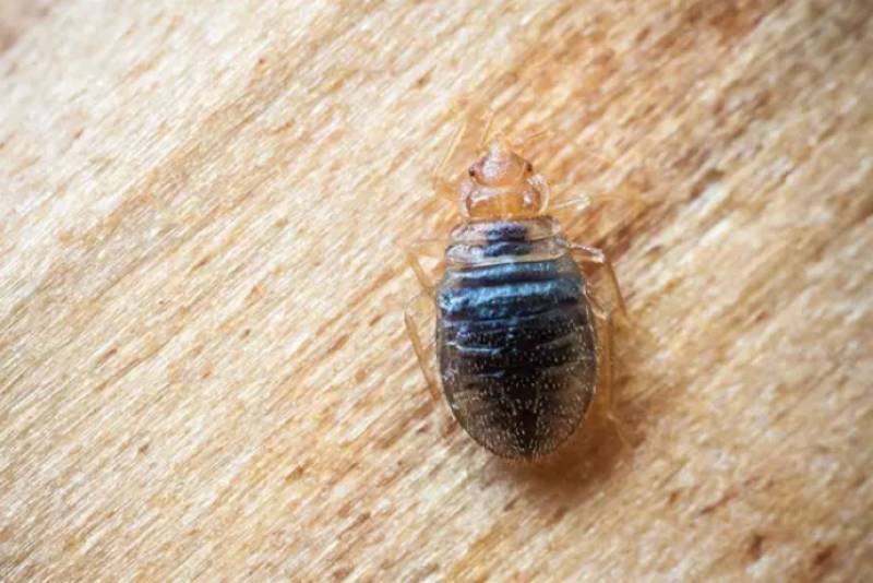 <span style='color:#780948'>ARCHIVED</span> - What a nightmare: bedbugs make a comeback in Spain