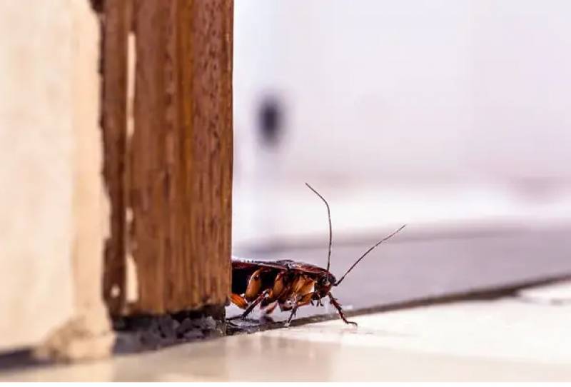 Stand back: WHO warns of dangers of squashing a cockroach
