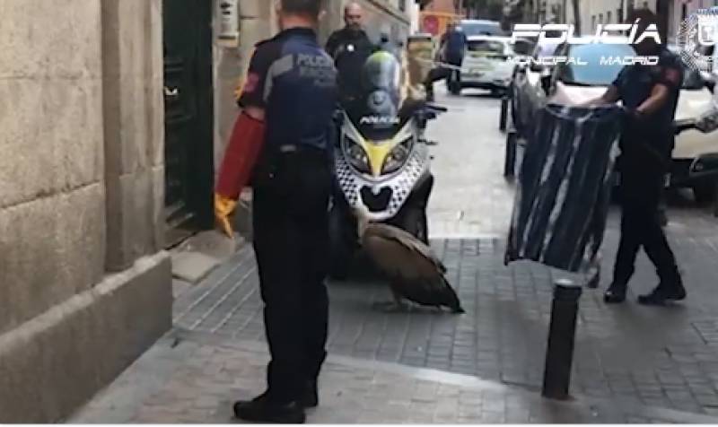<span style='color:#780948'>ARCHIVED</span> - WATCH: sick vulture rescued from streets of Madrid