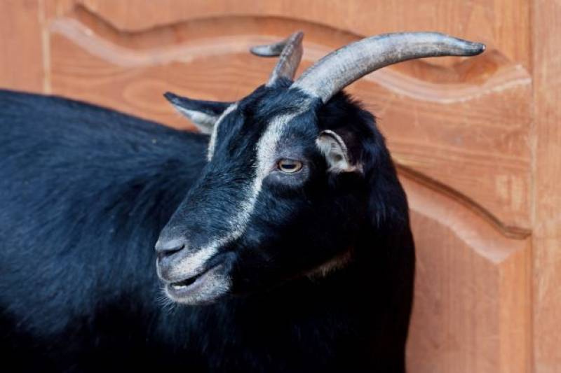Escaped goat runs through Cartagena city centre and smashes through jewellery shop window