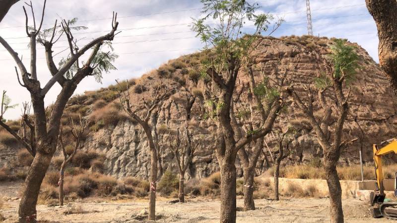 Lorca replants 14 native jacaranda trees on the Carratera de Caravaca road