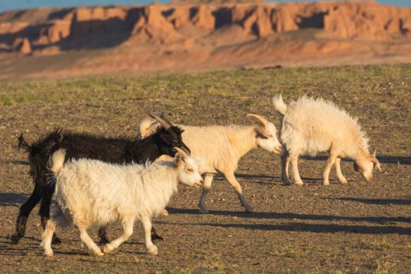 Black sheep: Cartagena runaway goat escapes... again!