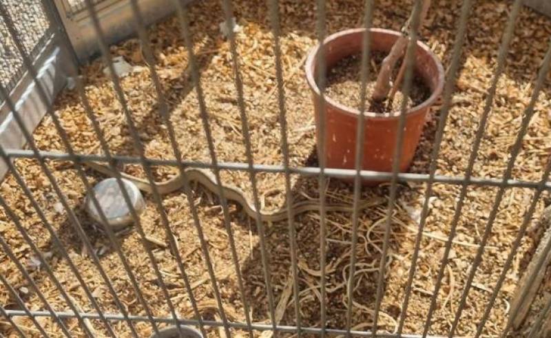 Venomous Montpellier snake discovered trapped in Totana aviary