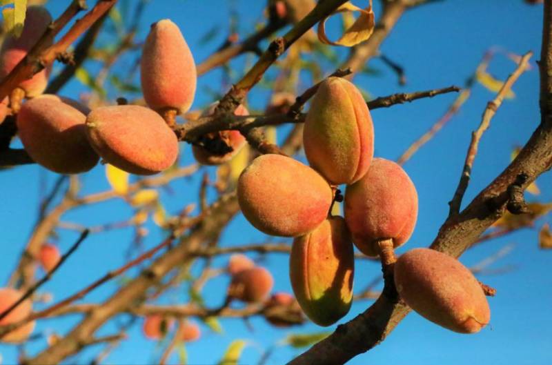 The Lorca almond at serious risk due to drought