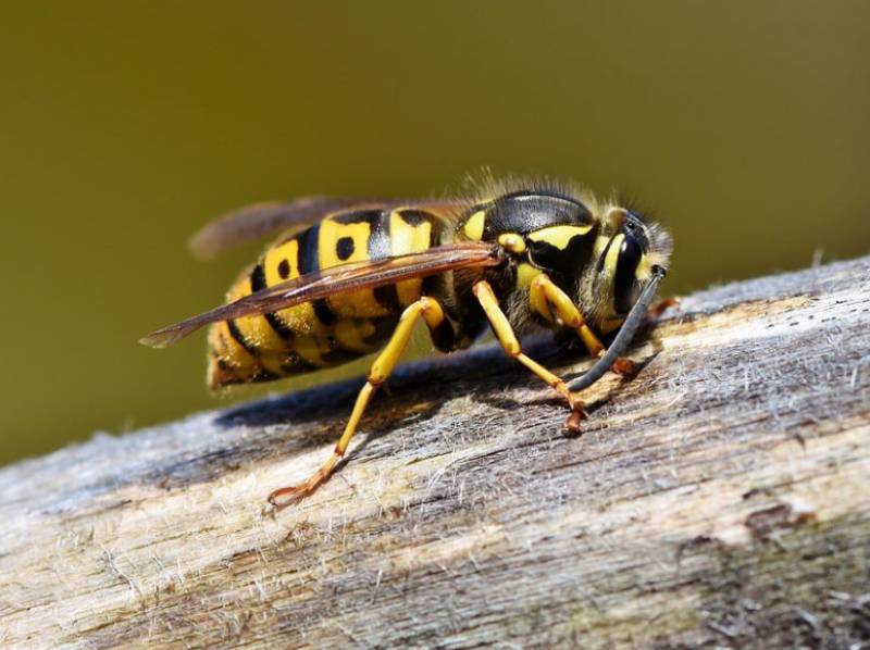 <span style='color:#780948'>ARCHIVED</span> - Murcia man dies shortly after suffering wasp sting