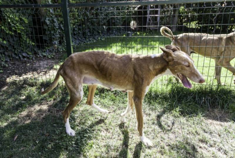 <span style='color:#780948'>ARCHIVED</span> - Andalucia animal shelter horror: 120 starving dogs discovered covered in parasites