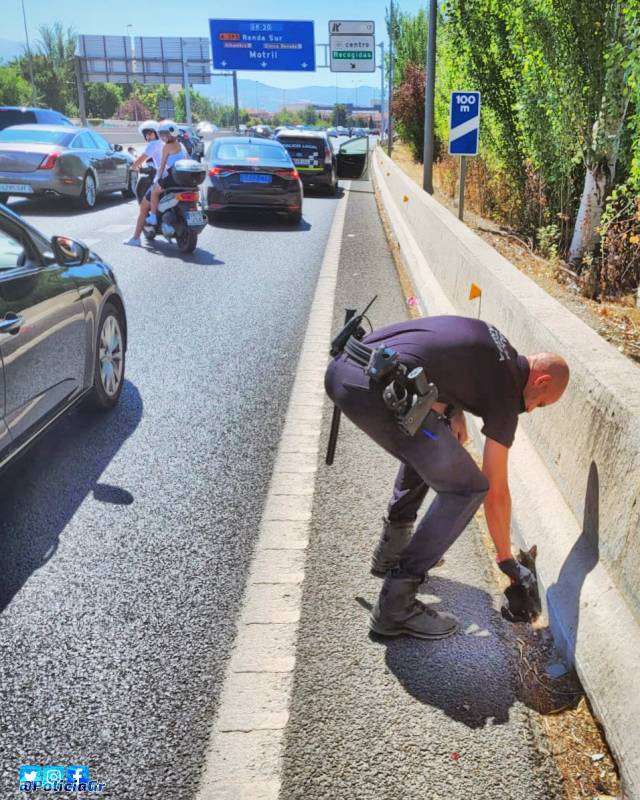 <span style='color:#780948'>ARCHIVED</span> - Granada police stop motorway traffic to rescue stray kitten