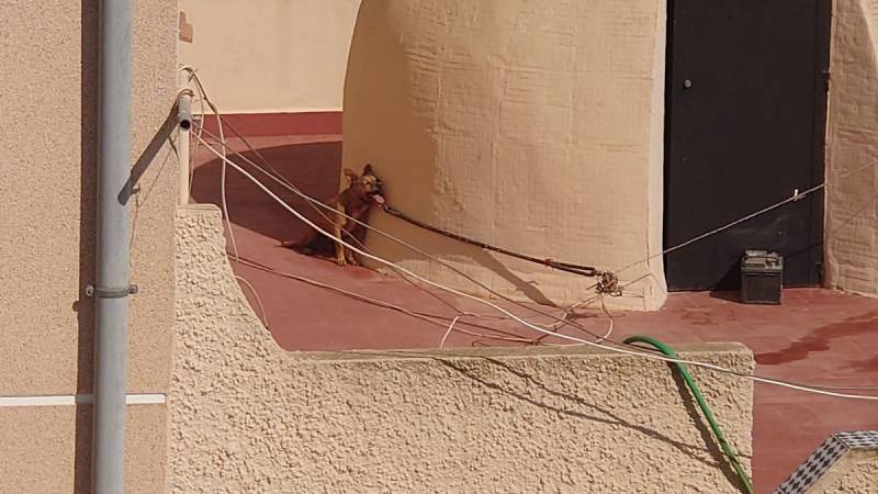 <span style='color:#780948'>ARCHIVED</span> - Torrevieja dog dies after being tied up on a rooftop in the sun for three days without water