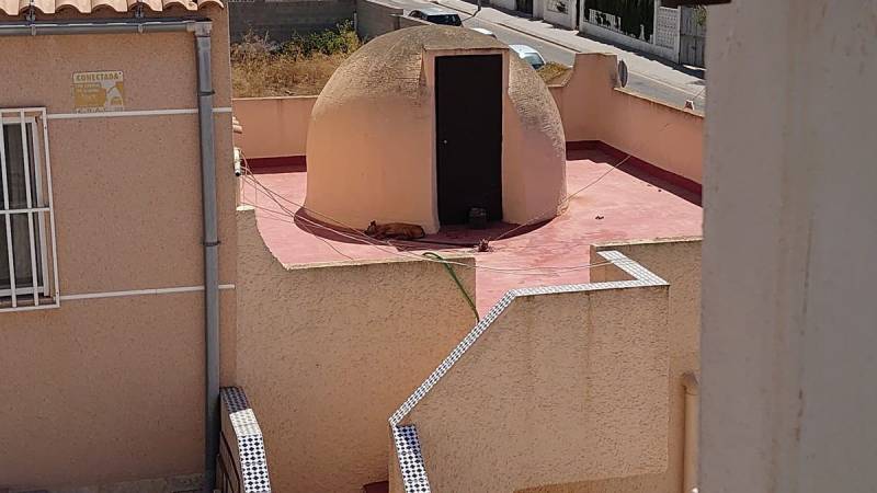 <span style='color:#780948'>ARCHIVED</span> - Torrevieja dog dies after being tied up on a rooftop in the sun for three days without water