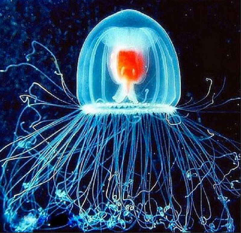 Spanish scientists uncover the key to halt ageing through the immortal jellyfish
