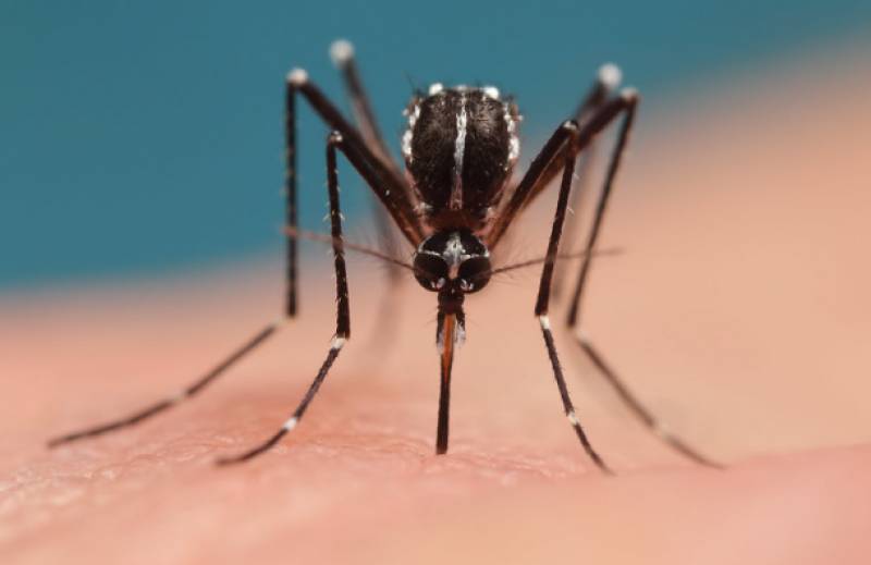 Mutant insecticide-resistant tiger mosquitoes discovered in Spain