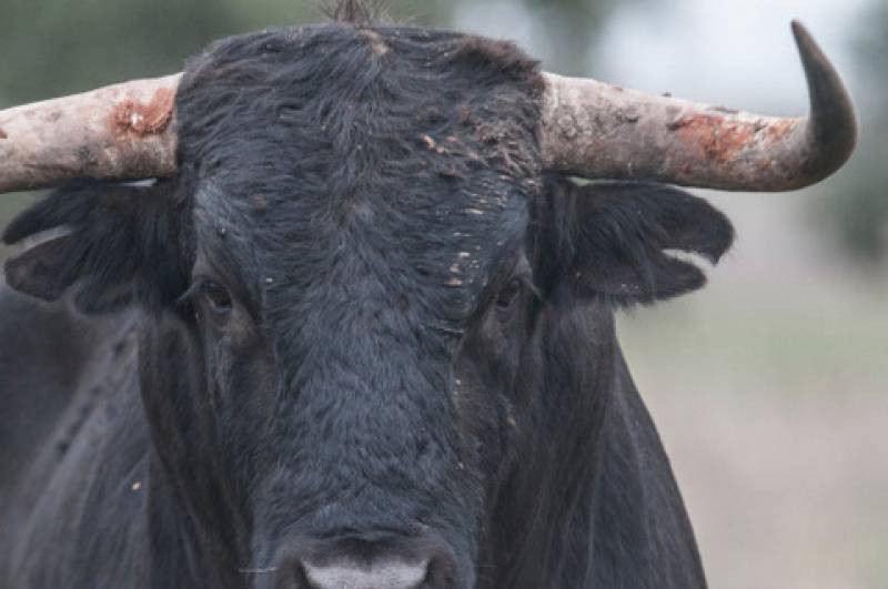Tragedy at the Feria de Murcia as man is gored to death by a bull
