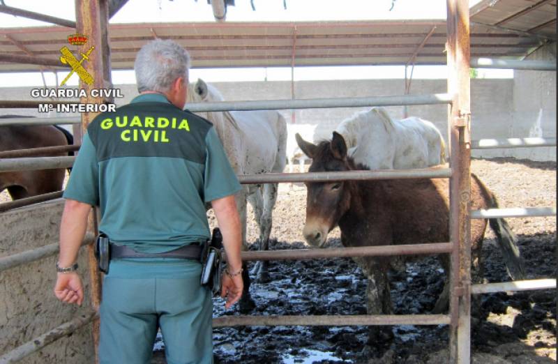 Horrifying case of animal abuse uncovered at Murcia horse farm