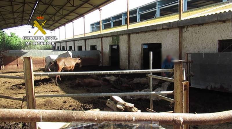 Horrifying case of animal abuse uncovered at Murcia horse farm