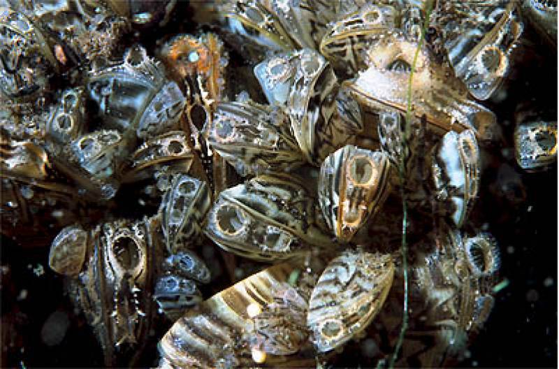 Highly invasive zebra mussels discovered in the Region of Murcia