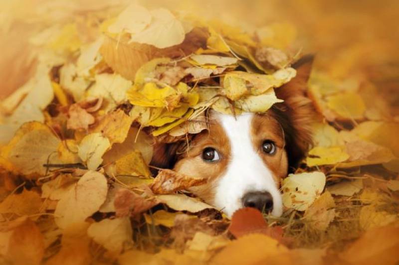 Today is the first day of autumn in Spain. How long will it last and when do clocks go back?