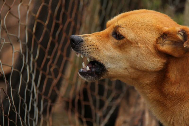 <span style='color:#780948'>ARCHIVED</span> - Spain placed at high risk for rabies virus