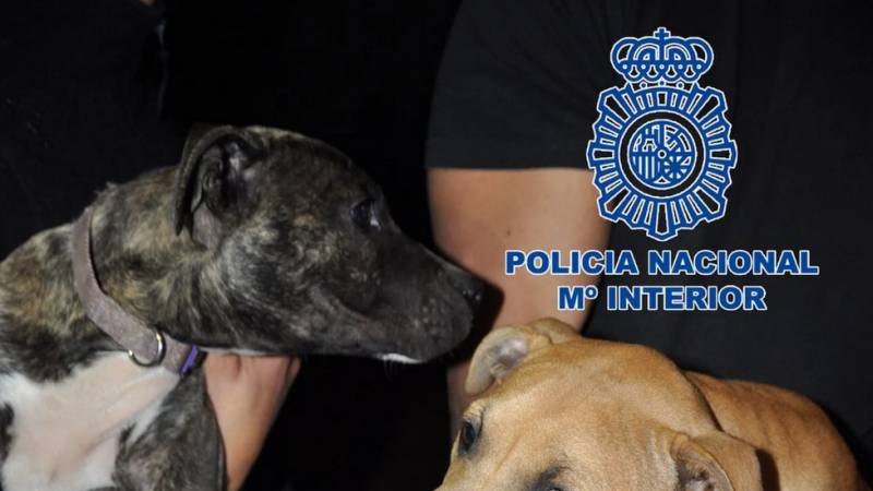 Spain-wide dog fighting ring originating in Andalucia brought down by police
