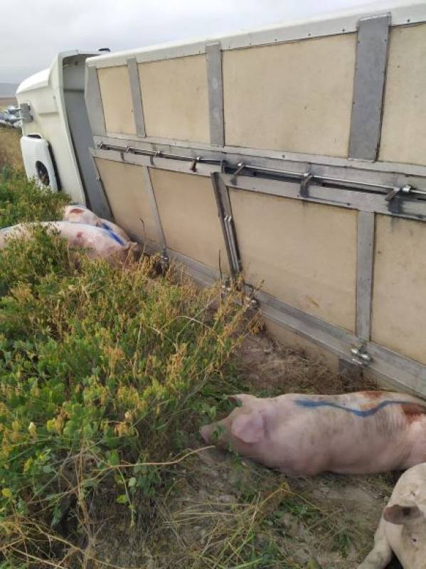 Lorry loaded with pigs overturns in Lorca