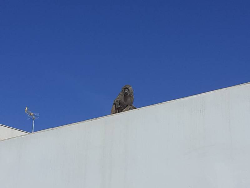 Monkey escapes from Murcia University and tries to cross motorway