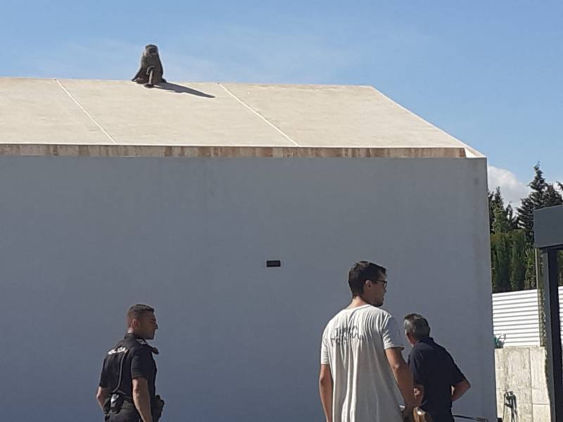<span style='color:#780948'>ARCHIVED</span> - Monkey escapes from Murcia University and tries to cross motorway