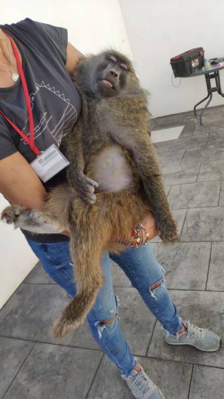 Monkey escapes from Murcia University and tries to cross motorway