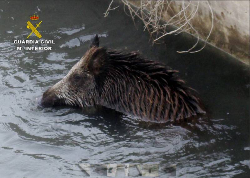 ! Murcia Today archived Wild Boar Rescued From Lorca Canal