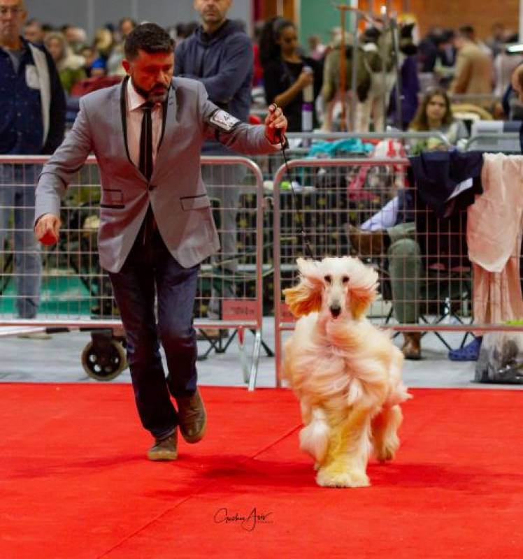 <span style='color:#780948'>ARCHIVED</span> - November 5 and 6 Dog show at the at the IFEPA exhibition centre in Torre Pacheco