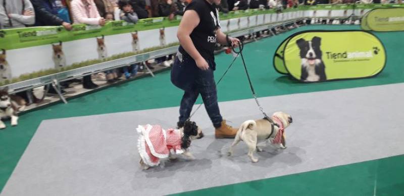 <span style='color:#780948'>ARCHIVED</span> - November 5 and 6 Dog show at the at the IFEPA exhibition centre in Torre Pacheco