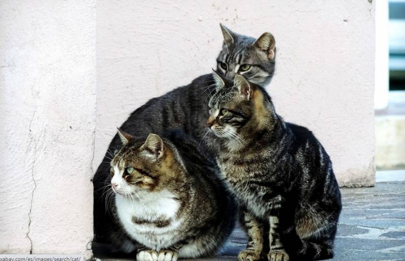 <span style='color:#780948'>ARCHIVED</span> - Spanish scientists declare war on feral cat colonies