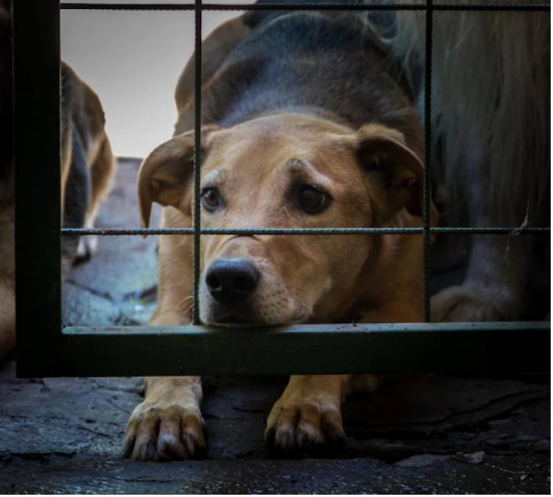 More jail time for abusing a dog than a person: why the new Animal Welfare Law in Spain is causing ructions
