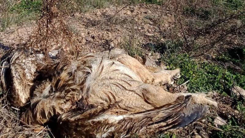 Murcia landowner faces court action after power line electrocution of eagle owls