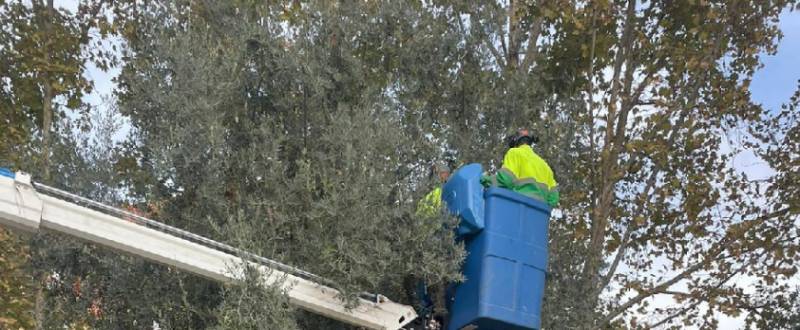 Lorca harvests olives to distribute oil to groups in need