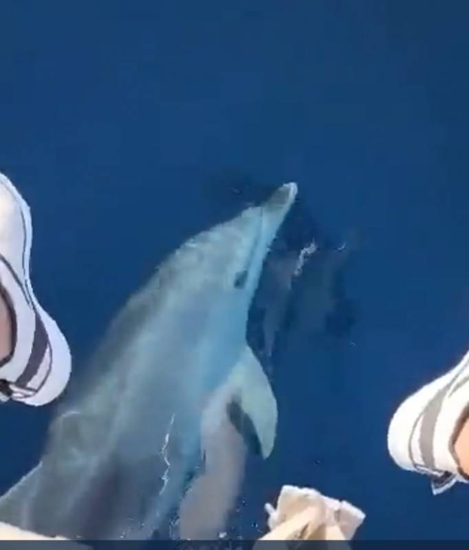 WATCH: Stunning close-up footage of dolphins swimming off Orihuela coast