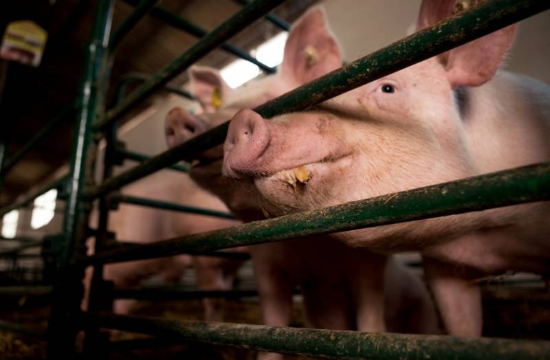 <span style='color:#780948'>ARCHIVED</span> - New laws will require Murcia pig farmers to cover slurry pits and reduce odour