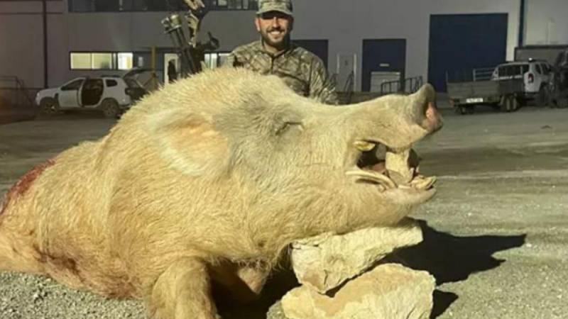 <span style='color:#780948'>ARCHIVED</span> - Hunters kill enormous domesticated boar in Cieza claiming it was a danger to humans