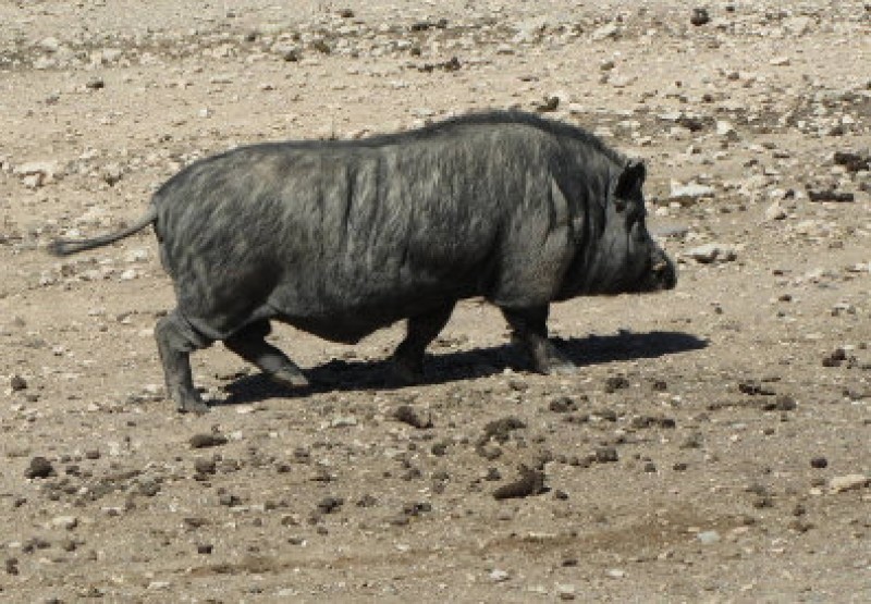 <span style='color:#780948'>ARCHIVED</span> - Vietnamese pot-bellied pigs on the loose in Alicante
