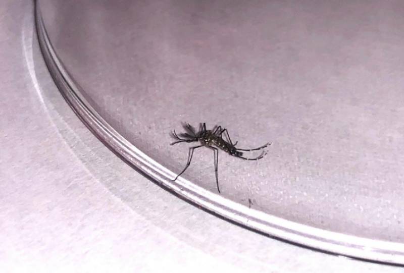 <span style='color:#780948'>ARCHIVED</span> - Canary Islands put on alert for Zika virus
