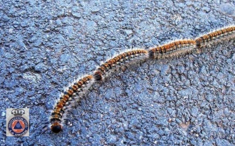 <span style='color:#780948'>ARCHIVED</span> - Mild temperatures herald early arrival of deadly processionary caterpillars in Murcia
