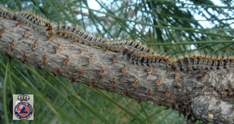 Mild temperatures herald early arrival of deadly processionary caterpillars in Murcia
