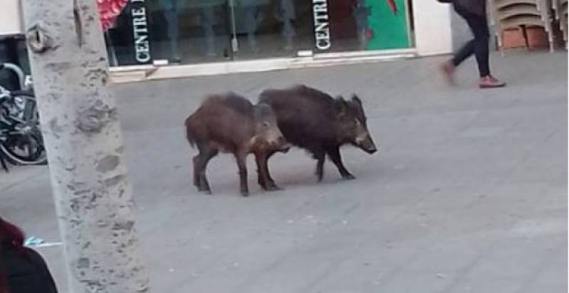 <span style='color:#780948'>ARCHIVED</span> - What to do if you encounter a wild boar on the streets of Almeria