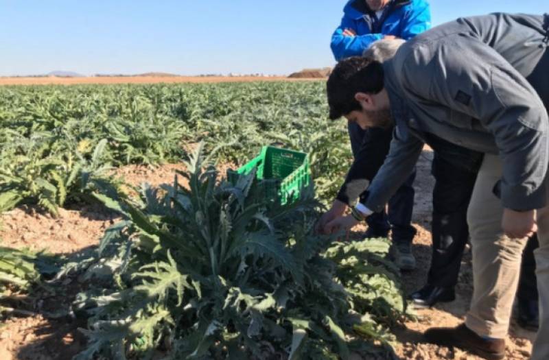 <span style='color:#780948'>ARCHIVED</span> - Sub-zero frosts deal devastating blow to Murcia crops