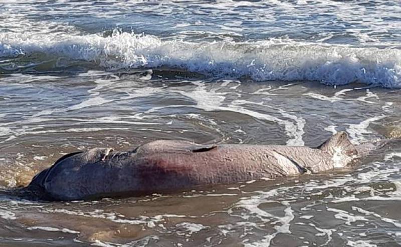 <span style='color:#780948'>ARCHIVED</span> - Massive 13-foot shark washes up dead on Torrevieja beach