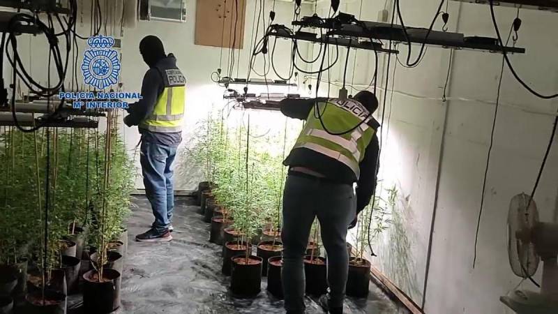 Dutch woman, 55, arrested in Murcia for growing 300 cannabis plants behind false wall in her property
