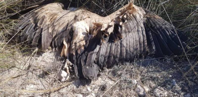 <span style='color:#780948'>ARCHIVED</span> - Faulty Lorca power lines electrocute 14 vultures