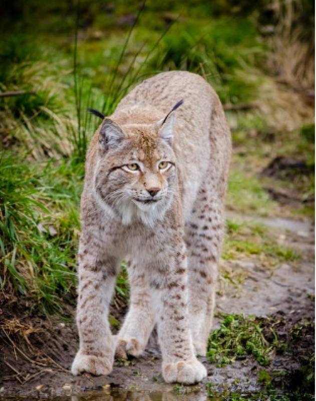 Endangered Iberian lynx will move to their new home in Lorca in March